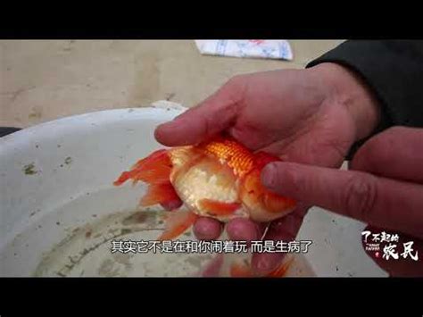 金魚死前徵兆|金魚快死的徵兆：立即採取行動挽救牠們的生命 